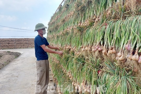 Hành củ Hải Dương