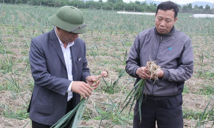 Hai người đàn ông kiểm tra cánh đồng trồng hành, thảo luận về nông sản.