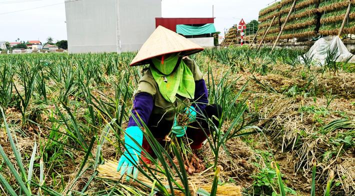 Người nông dân Việt chăm sóc cánh đồng hành bát ngát.