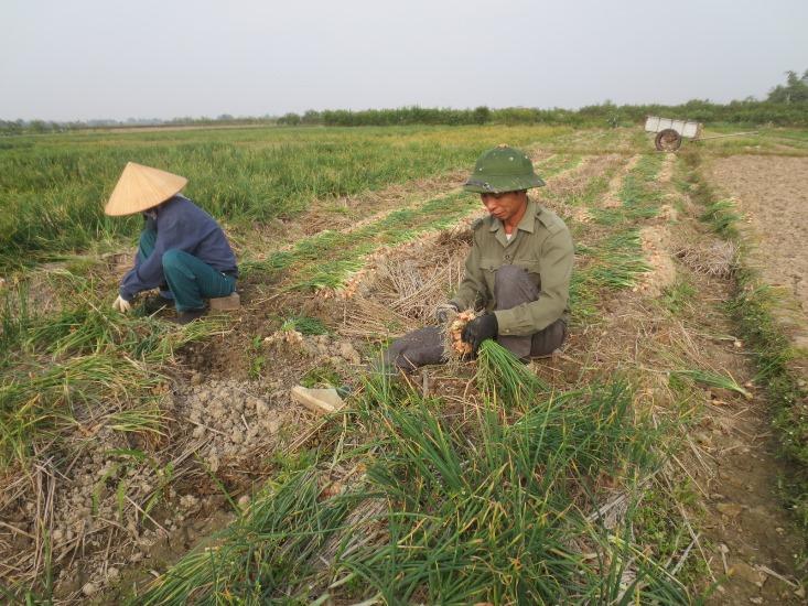 Ruộng hành trên cánh đồng Hành Hải Dương