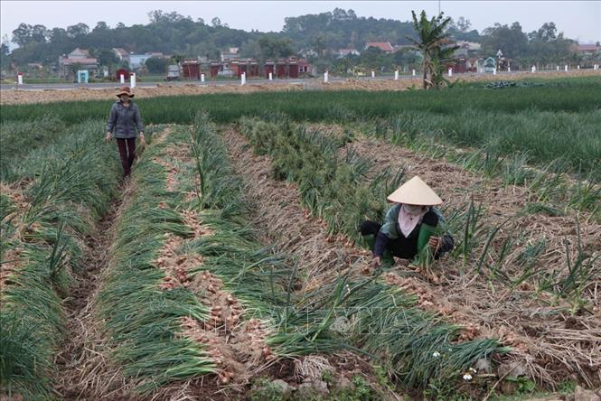 Thu hoạch vụ hành 2025 tại Hải Dương