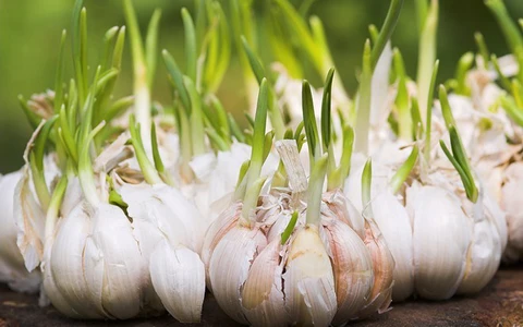 Tỏi mọc mầm