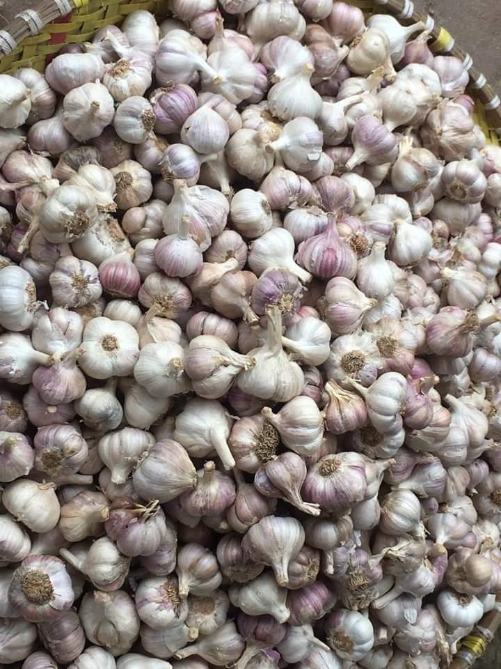 Củ tỏi Hải Dương