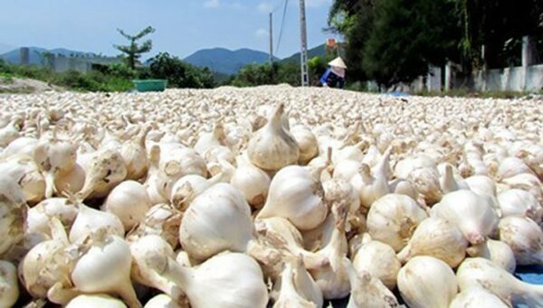 Tỏi Lý Sơn